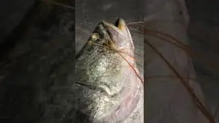 Biggest Bhetki Fish Video 23😻 #fish #mostaqueahmed #youtubeshorts #shortvideo #shorts