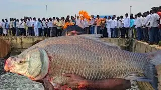 Fishing Videos | Fitar Hook Fishing | Mirgal Carp Fish catching Videos | Catla Rohu fish Video