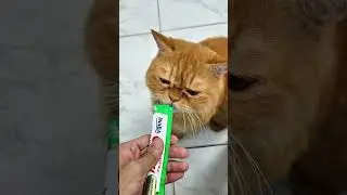 Play N Treaty :)3💌 #ytshots #play #treat #cat #dailymeow