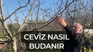 Ceviz Ağacı Budama - Chandler Ceviz Nasıl Budanmalı?