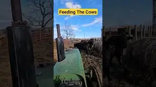 Discover the Hidden World of Feeding and Checking Out Cows