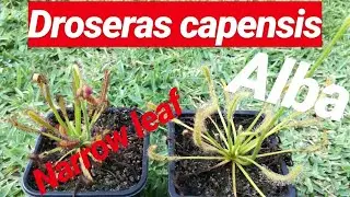 DROSERAS CAPENSIS ALBA Y NARROW LEAF, CUIDADOS  Y CONSEJOS PARA CULTIVAR ESTA PLANTA CARN&Iacute;VORA.