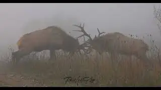 Bull elk fighting