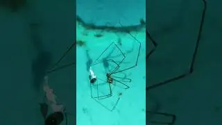 Spider || Attacking Skill                                             #shorts #trending #nature