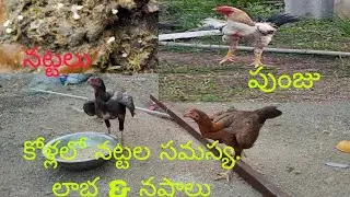 కోళ్లలో నట్టల సమస్య. మందుల వివరాలు తెలుగు లో. BNR farms telugu.