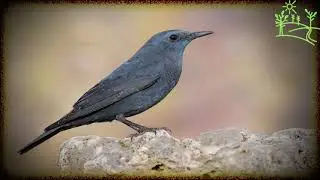 Голоса птиц Как поёт Каменный дрозд (Monticola saxatilis)