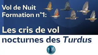 Vol de Nuit - Formation 1 les cris de vol nocturne des Turdus