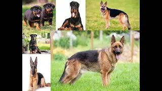 ITS ALL ABOUT DOG BREEDS ; ROTTWEILLER AND GERMAN SHEPHERD