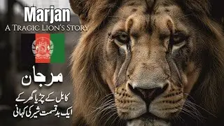 Marjan &ndash; The World&rsquo;s Unluckiest Lion | A True Story from Kabul Zoo