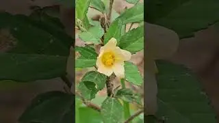 #Sida acuta is widely used to treat #fever, including #malaria, and various #infections #medicinal