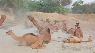 Camels of Thar Desert