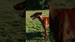 5 Amazing Facts About the American Foxhound! 🐶 #AI #Shorts