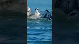 Falcon Full Speed 😯/ Attack Fish 🐟 #shorts #ytshorts #falcon #fish #attack #falconspeed