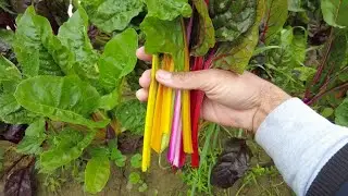 Rainbow Swiss Chard mix Plants | Happy Plants Urdu