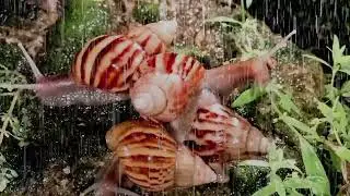 Soothing Snail Crawl: Rain Meditation for Anxiety Relief