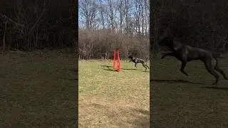 Agility, Malinois #dogs #pet #doglover #petstagram #dog #instadog #agility #belgianmalinois