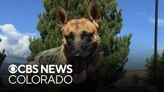K9 officer recovering after surgery from stabbing
