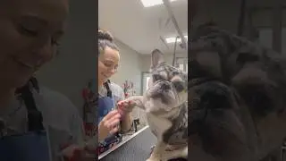 😂🐾 So much dog hair! #follow #dog #funnydog #funny #laugh #explore #youtube #bestjobever #doghair