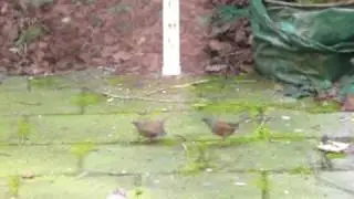 Heggemussen 'paring' / Dunnocks copulating