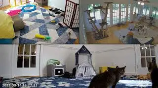 Unedited capture of Ocean's sailing kits return from the vet. With a hyper active Spyglass!!!