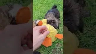 T&otilde;upuhtad ja k&otilde;rge kvaliteediga Shih Tzu kutsikad +37128241463