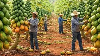 Inside the World&rsquo;s Largest Papaya Production System: From Tropical Farms to Global Markets