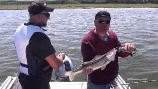 Auf Zander im Peenestrom, Spinnangeln mit Guide vom MolaBeach-Angelresort Halbinsel Peenemünde
