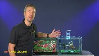 LiveAquaria&reg; Diver&rsquo;s Den&reg; Aquatic Insider: Dennerle Chris Lukhaup's Shrimp King Shrimp Tank