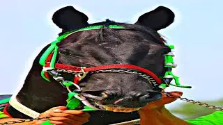 EL TRES - AARON CHAVEZ Y SUS TAPADOS