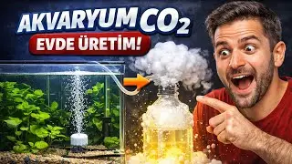 Akvaryum İ&ccedil;in Evde CO₂ &Uuml;retimi | Ucuz, Etkili ve Denenmiş Y&ouml;ntem