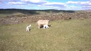 Surrounded by Sheep and Lambs - Bonding with fellow Aries.