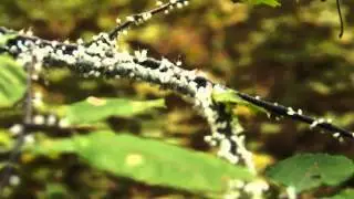 Strange bugs on tree branch.
