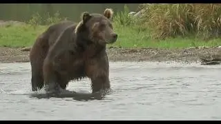 Невероятное нападение медведя гризли Хью Гласса
