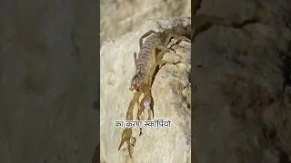THIS IS MOST EXPENSIVE LIQUID ON EARTH | #venom #scorpion #adiaava #amazingfacts #guessthesong