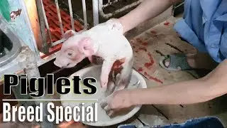 🐖 Piglet - Special Breed in the Sow Farm | Heo VN 🐖