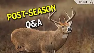 Will Whitetail Bucks Travel with The Wind At Their BACKS? LISTENER Q&A!