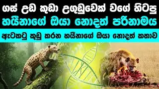 ඇටකටු කුඩු කරන හයීනාගේ පරිනාමය | Evolution of hyena