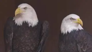 Grant's Getaways: Eagle Watch in The Dalles