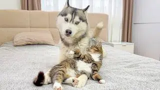 Giant Husky Reacts to Angry Kitten &ndash; You Won't Believe It!
