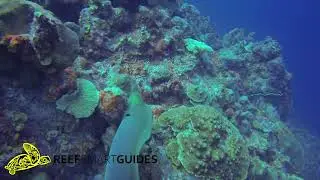 green moray species profile
