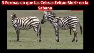El Increíble Secreto de las Cebras para No Morir en la Sabana!
