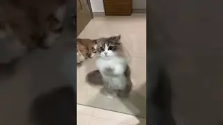 You Will Laugh in 9 Seconds 🤣 😺 #cat #kitten #shorts #funny #cute