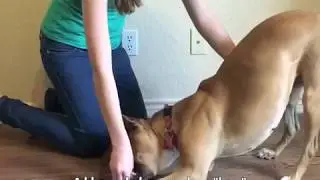 Teach Your Dog to Take a Bow!