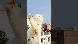 Cat Video | White Cat | Persian Cat | Cat Loves | Cat Movement | Cute Cat | Kitten | Funny Cat