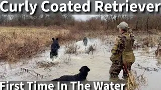 Curly Coated Retriever | First Time Swimming and Hiking On The Farm