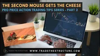The second mouse gets the cheese- Trading with Confirmation- Price Action Trading Tips series Part 2