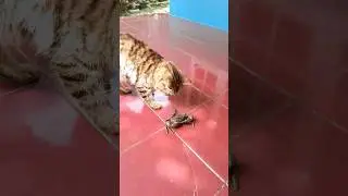 kucing lucu dibikin kaget sama mr crab