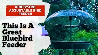 Attract Colorful Birds with the Kingsyard Adjustable Platform Bird Feeder!