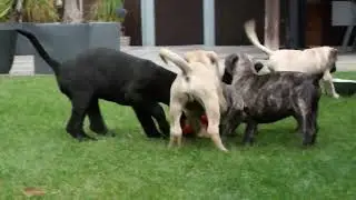 Unsere 9 Wochen alten Presa Canario Welpen und eine 9 Wochen alte Cane Corso Hündin.