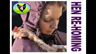 Rehoming ex-battery hens in Ayr with Homes4Hens Rescue CIC